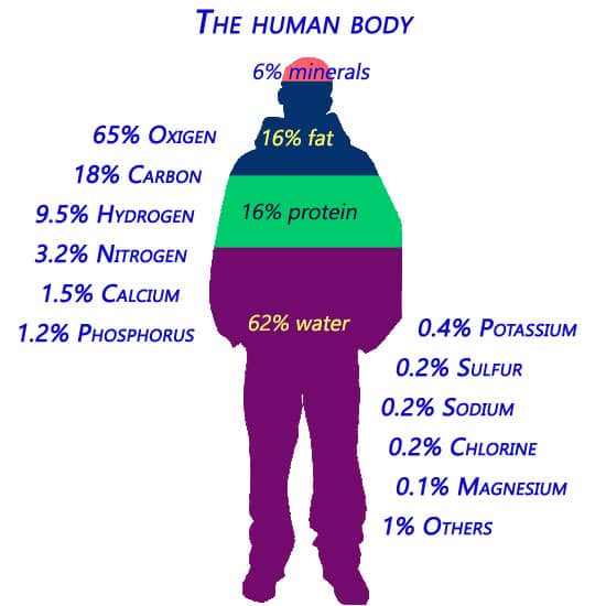 Human body and its components