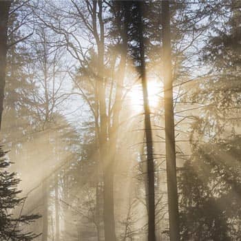 Trees in the fog with sunlight showing through