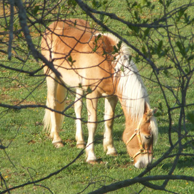  Horse grazing in the field