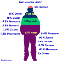  The human body.
