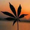 cannabis leaf